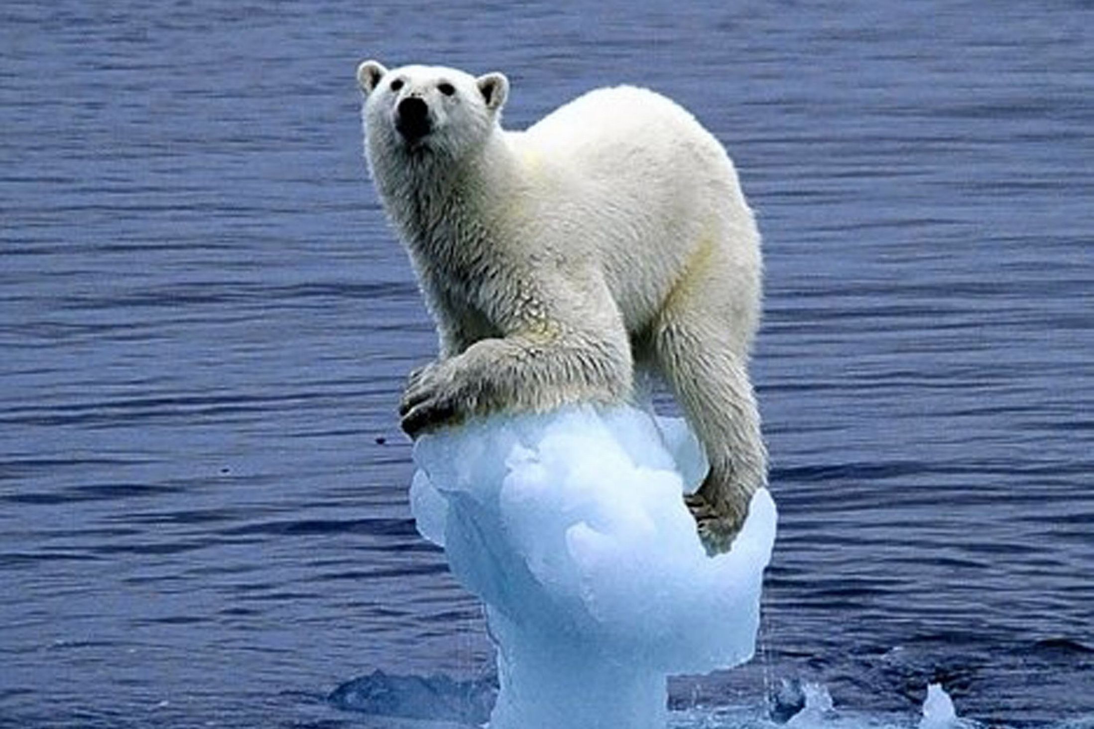 Polar Bear by Carla Lombardo Ehrlich-882919 (1).jpg